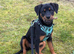 Rottweiler pup