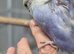 Violet baby budgies