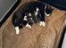2 kittens for sale to loving home