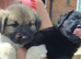 Female bitch German Shepherd &times; Labradore puppy