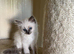 Beautiful Ragdoll kittens