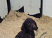 Cocker Spaniel puppies
