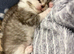 Beautiful Bengal X Maine Coon Baby Kittens