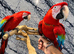 Friendly Super Tame Talking Greenwing Macaw Parrot,6