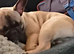 1 year old french bulldog