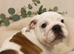 English bulldog gorgeous pup KC registered genuine breed colours