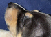 Dachshund puppy cross jack