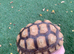 Female Sulcata Tortoise for Sale