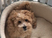F1 Maltipoo puppies DNA tested Clear