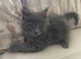 Maine Coon x Ragdoll Solid Grey Kitten