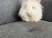 Stunning white Lionhead x Angora girl 9weeks