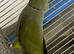 Olive green Indian ringneck