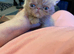Persian/exotic kittens