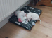 American bulldog