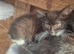Maine coon x kittens ready now