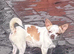 Chihuahua girl