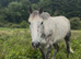 16.1/2 6yo ID x ISH Gelding