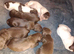 Ella's Puppies