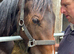 Anglo Arab filly.