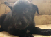 German shepherd male pup