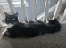 Two female cats