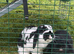 2 neutered, bonded Holland lops (same litter siblings)