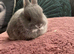 Netherland Dwarf pure breed baby Rabbits