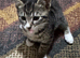 Kitten