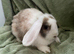Beautiful Female Rabbits for sale