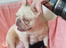 French Bulldog Puppies