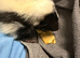 Domino the skunk