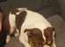 Gorgeous female English bulldog kc registered