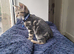 Male baby kitten