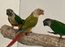 Conure