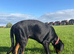 6 month old Doberman pup.