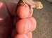 Gargoyle Geckos For Sale