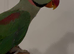 Alexandrine Parrot for sale