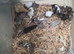 Fancy, long haired and texal mice available