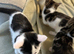 4 kittens available now