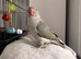Hand reared ringneck