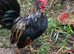 Serama male