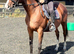 Genuine kind 15.3 mare.