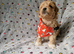 Gorgeous tiny maltipoo puppies