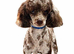 Stunning miniature poodle puppies
