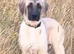 Kangal pup’s