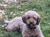 Cockapoo Chocolate F2 health tested