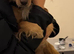 Cocker spaniel