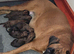 Beautiful boxer babies ready soon