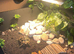 2 tortoises and set up