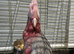 Galah cockatoo READY NOW